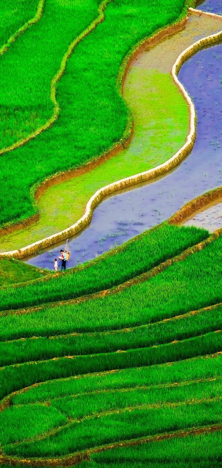 Rice_fields_on_terraced_of_Mu_Cang_Chai__YenBai__Vietnam.jpg