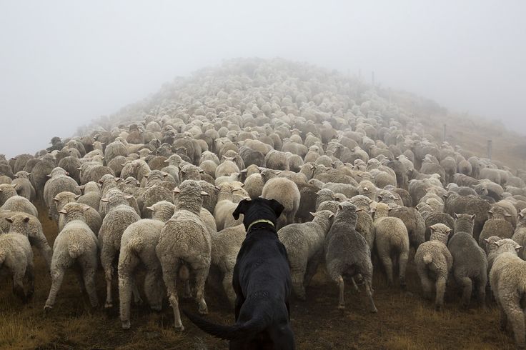 The_Shepherd__s_Realm____Andrew_Fladeboe.jpg