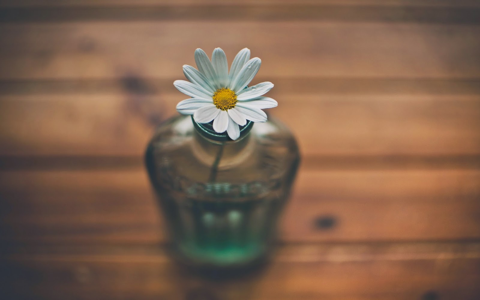 vase_daisy_white_flower_hd_wallpaper.jpg