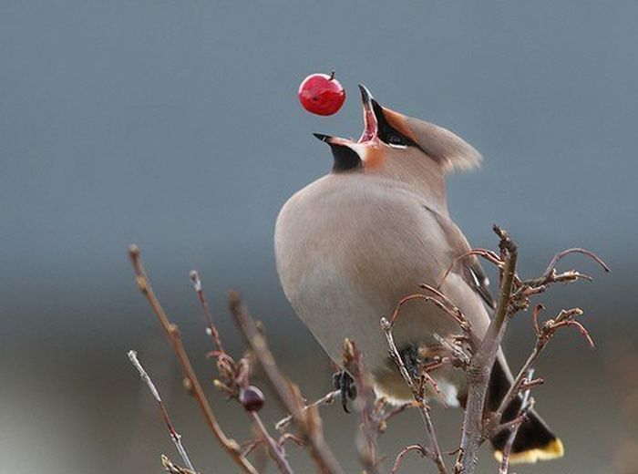 cardinal_best_ever.jpg
