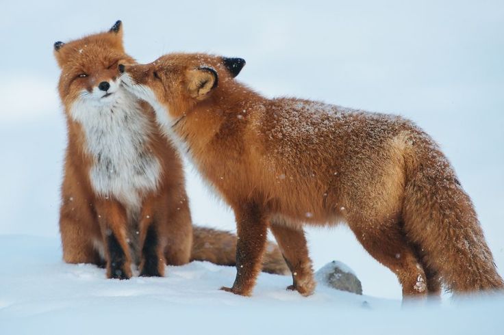 Foxes_In_Love.jpg