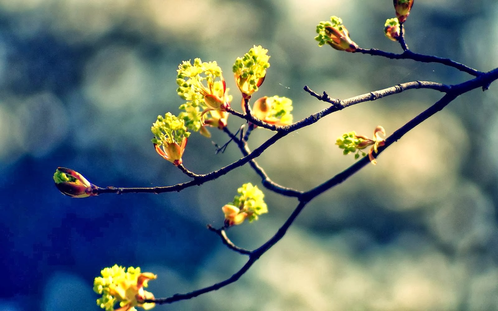 Spring_is_coming_HD_Wallpaper_1680x1050.jpg