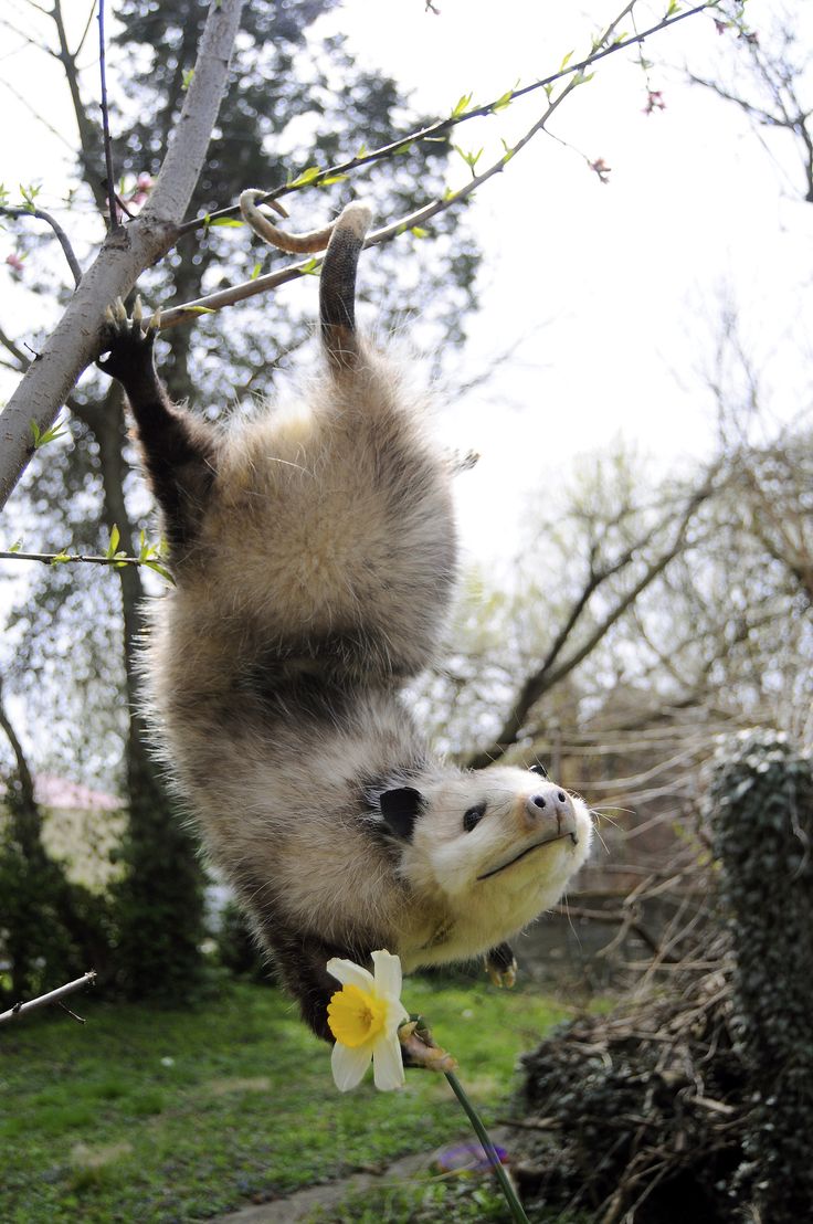Opossum.jpg