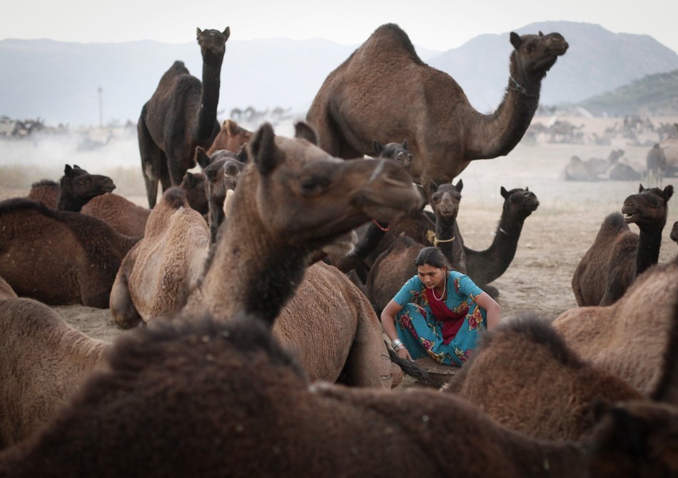 woman_sits_among_camels_she_collects_material_make_bonfire_pushkar_fair_desert_indian_state.jpg