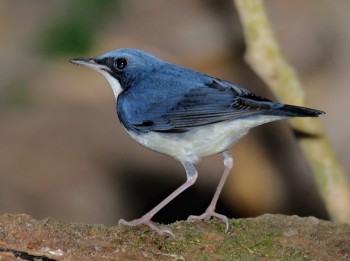 Luscinia_cyane.jpg