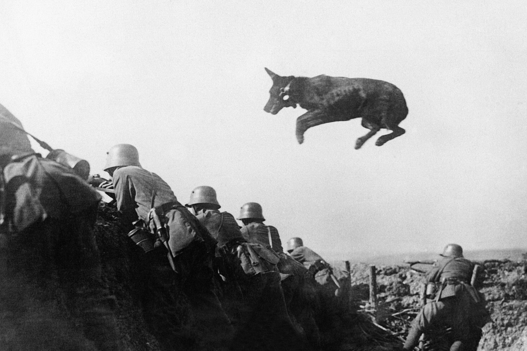 World_War_One_German_dispatch_dog.jpg