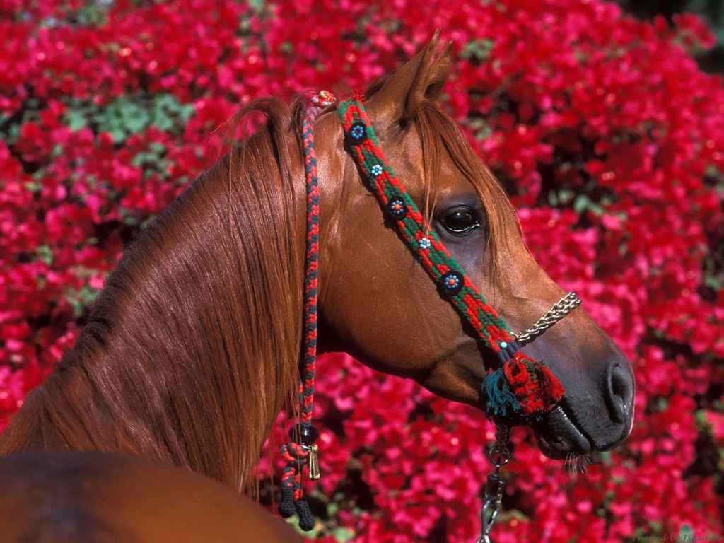 stallion_with_red_flowers.jpg