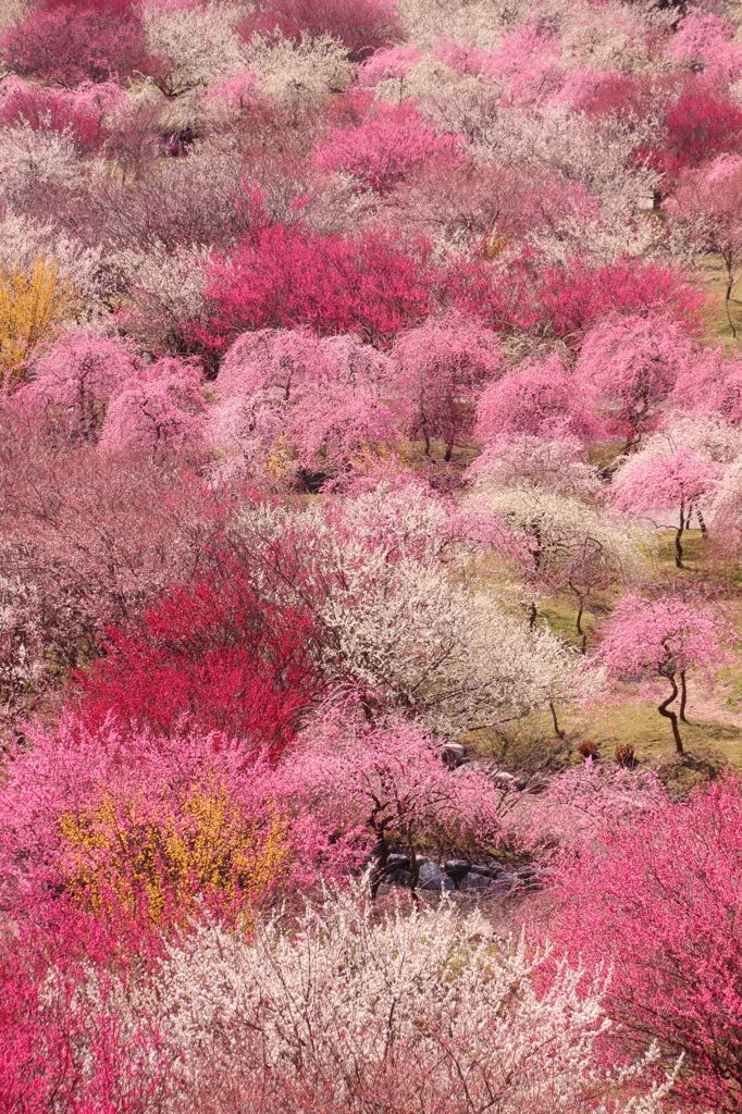 Plum_Grove___Japan.jpg