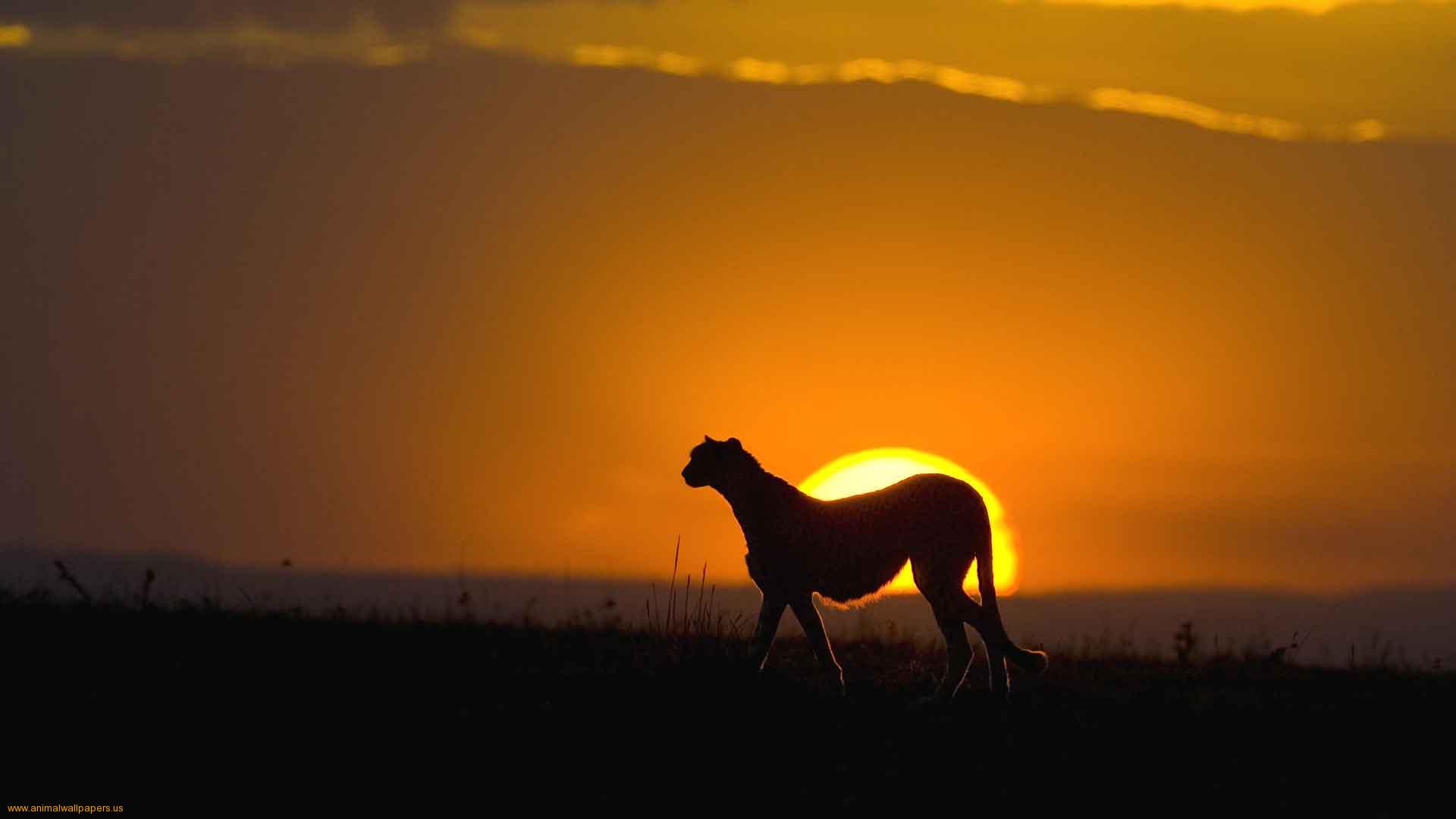 sunset_in_wild_africa_1.jpg