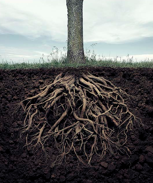 andric_tree_roots.png