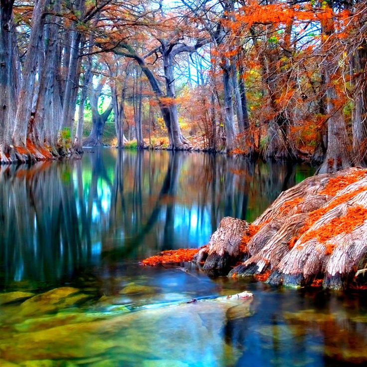 Autumn_cyprus_trees__Texas.jpg