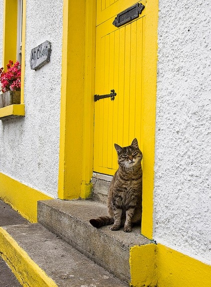 Yellow_doorway_with_brown_tabby_cat___Galway_Bay__Ireland.jpg