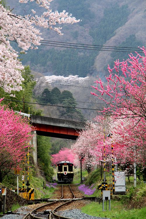 Sakura_railway__Japan.jpg