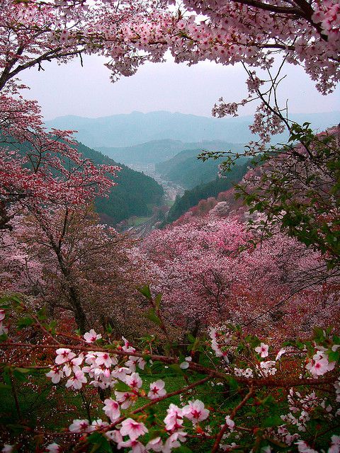 cherry_blossoms_in_the_sakura_mountains._yoshino__japan.jpg