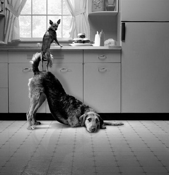 funny_creative_photos_by_howard_berman20.jpg