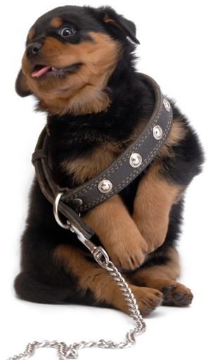 tn_rottweiler_puppy_w_leash.jpg