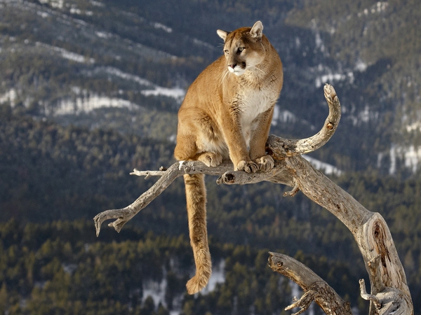 animals_mountain_lions_montana.jpg