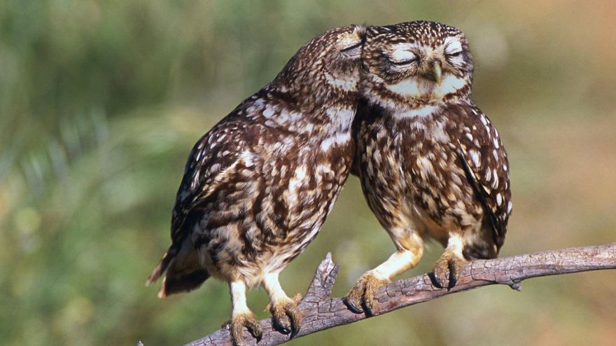 owlslovely.jpg
