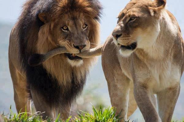 filtering_lions.jpg