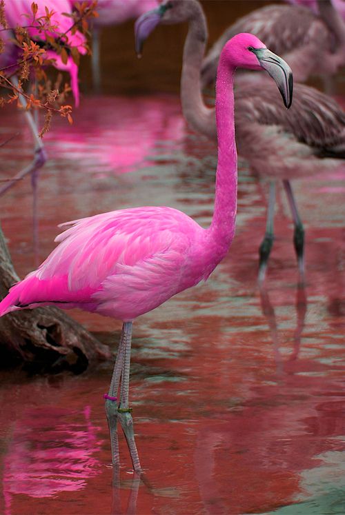 Flamingo.jpg