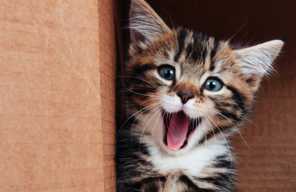 cat_smiling_iStock_000019087369XSmall.jpg