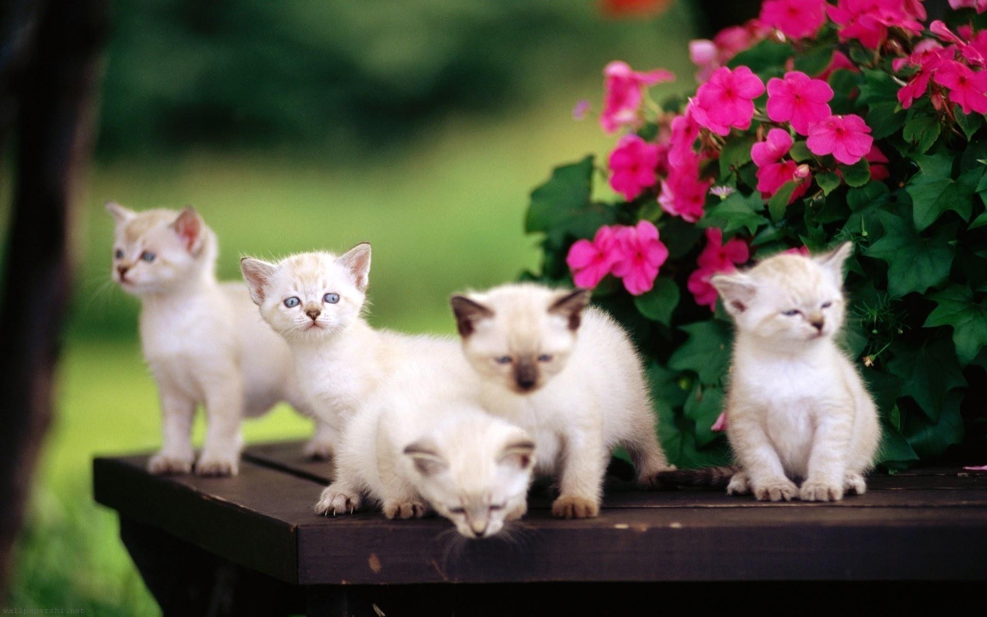 sweet_babies.jpg