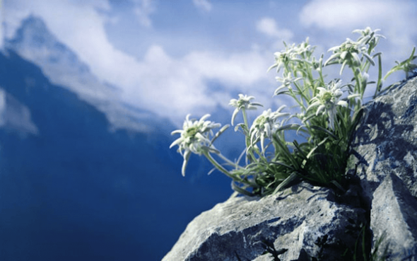 edelweiss2.png
