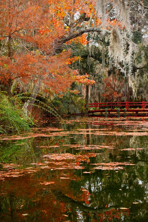 SC__Charleston___Magnolia_Gardens.jpg