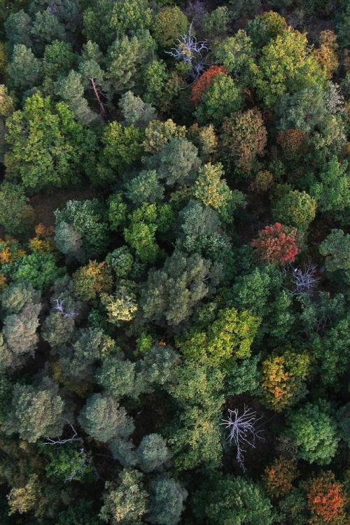 Trees_by_David_Thyberg.jpg