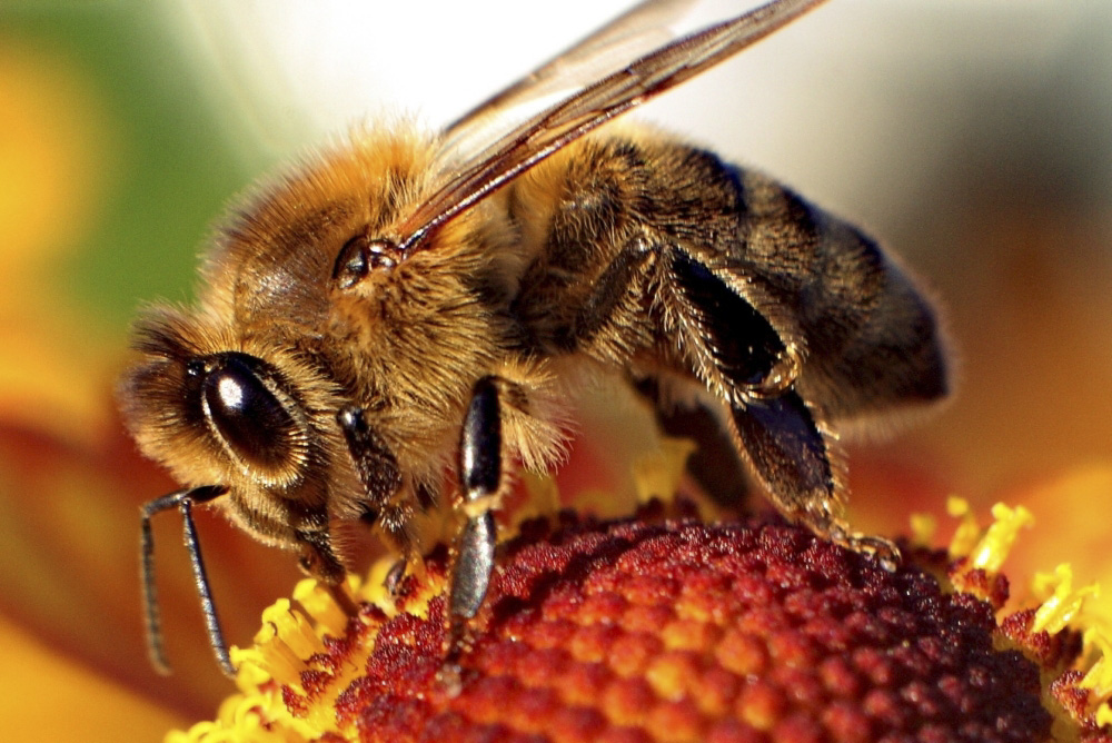 Honey_bee.jpg