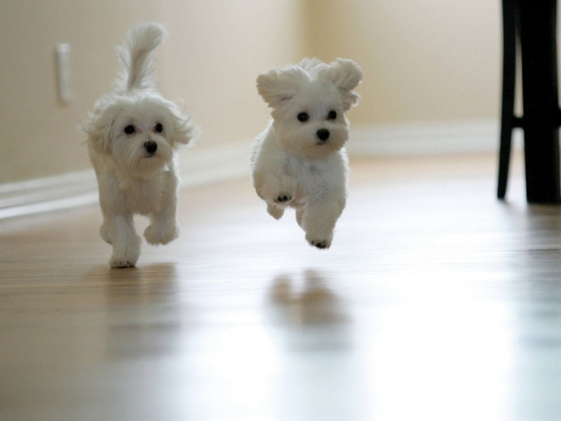 Cute_Baby_Puppies_24_800x600.jpg