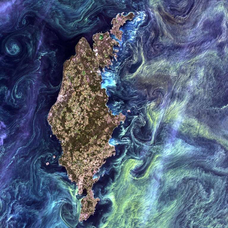 Phytoplankton.jpg