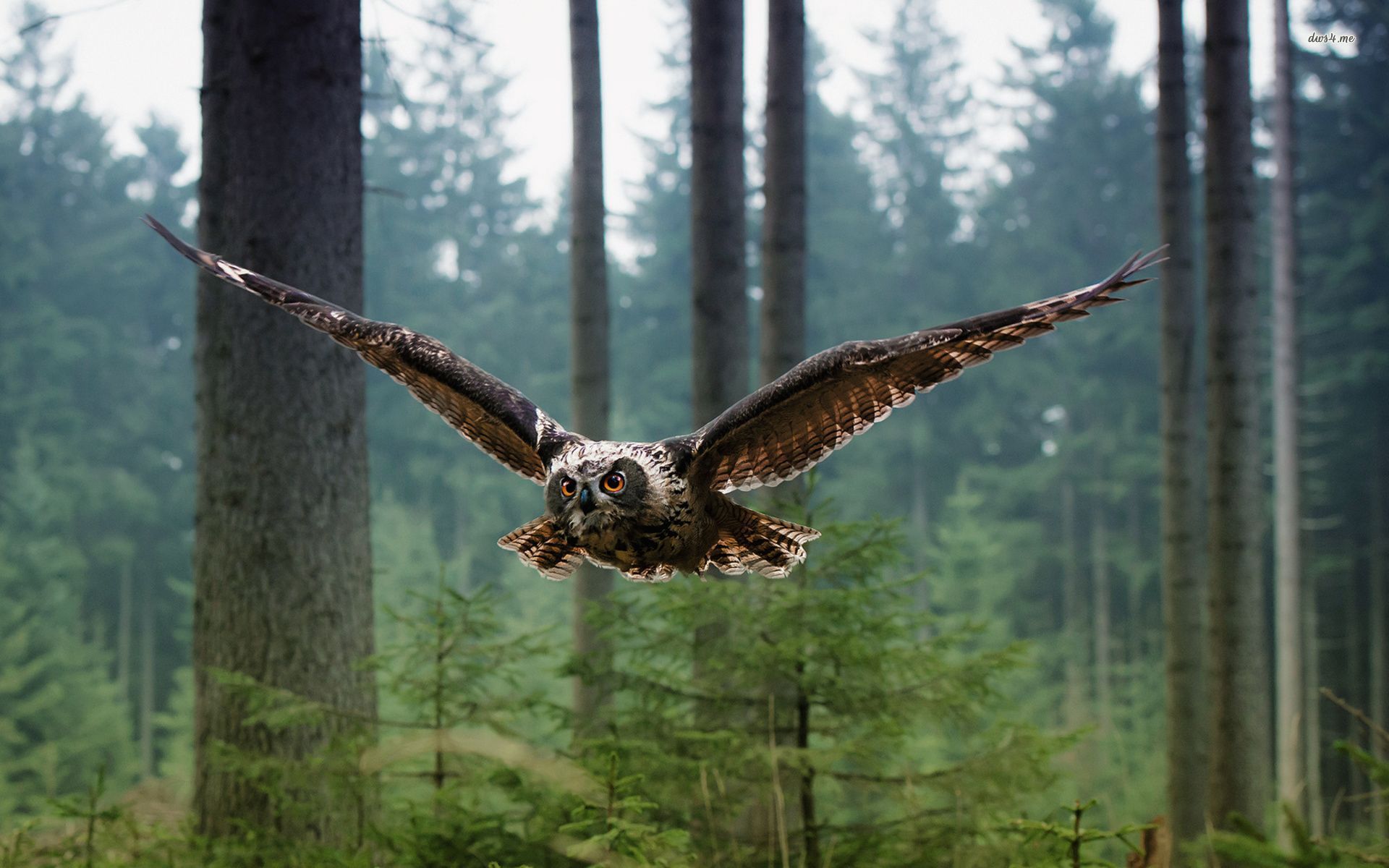 6906819_flying_owl.jpg