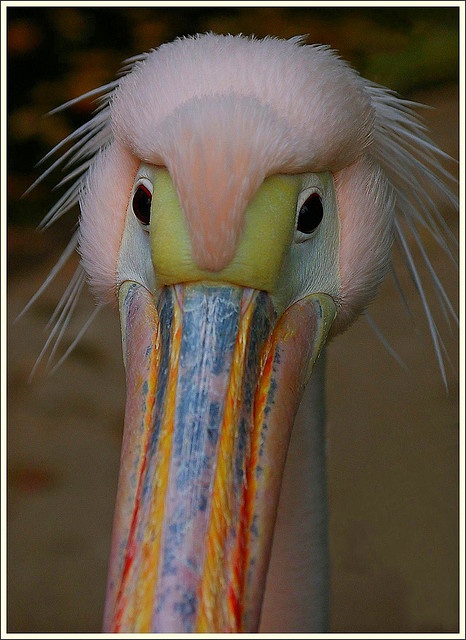 ____Pelican.jpg