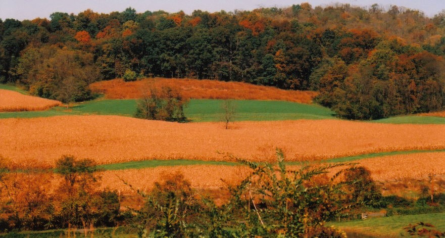 corn__2_.jpg