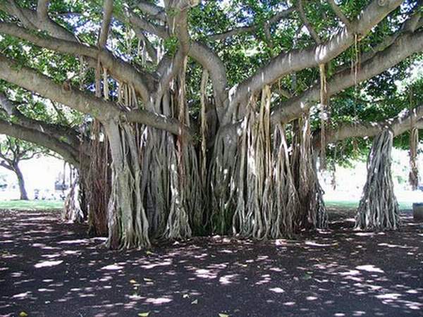 Banyan_trees_13.jpg