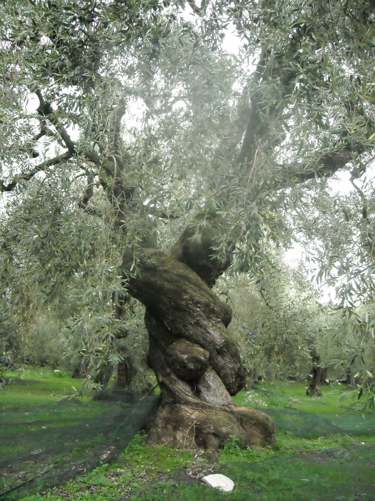 trees_olive_768x1024.jpg