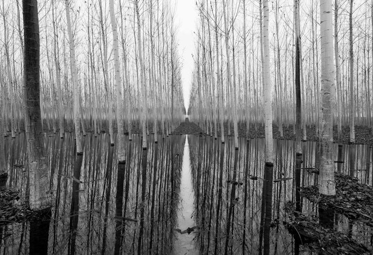 Saw_trees_from_the_side_of_the_road_and_later_found_a_puddle___by_Pierre_Wikberg__Swedish.jpg
