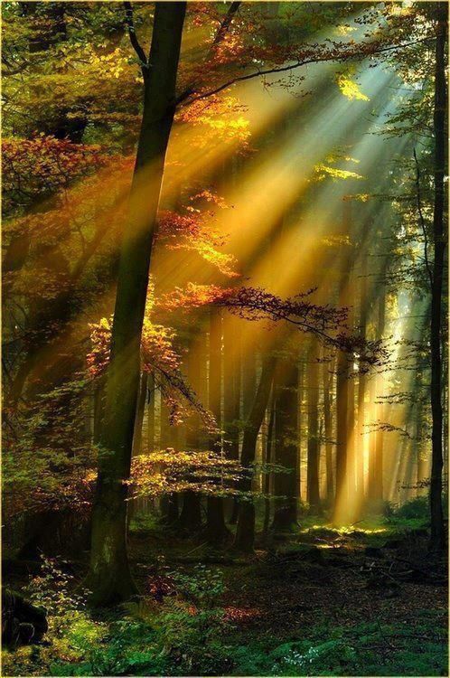 Golden_Sun_Rays__Schwarzwald__Germany.jpg