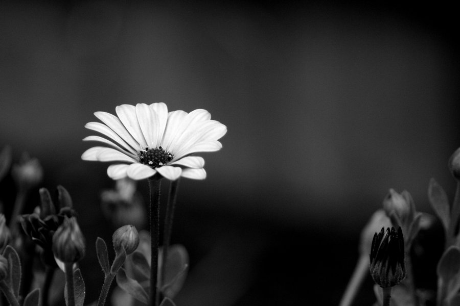 black_and_white_flower____by_eric_casper.jpg