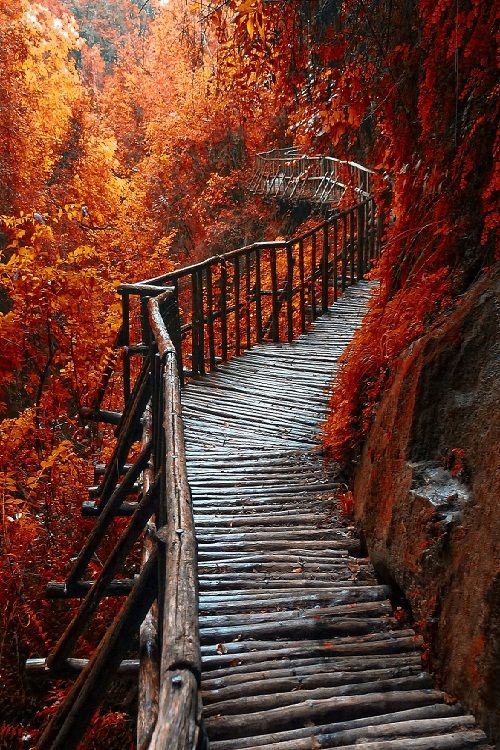 Autumn_Red____by_Cristiano_Spini.jpg