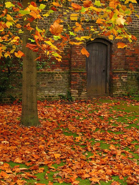 Autumn_Leaves_in_Osterley_Park_London.jpg