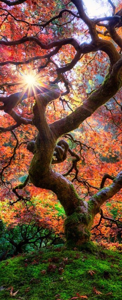 Fall_at_the_Japanese_Garden_in_Portland.jpg