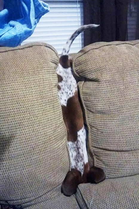 funnydog_7.jpg