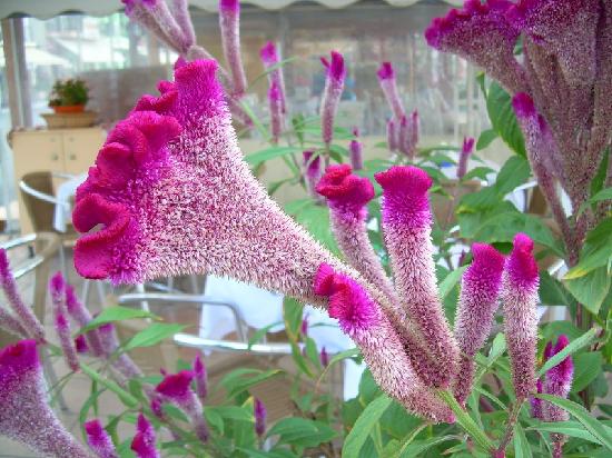 season_for_lovely_flowers.jpg