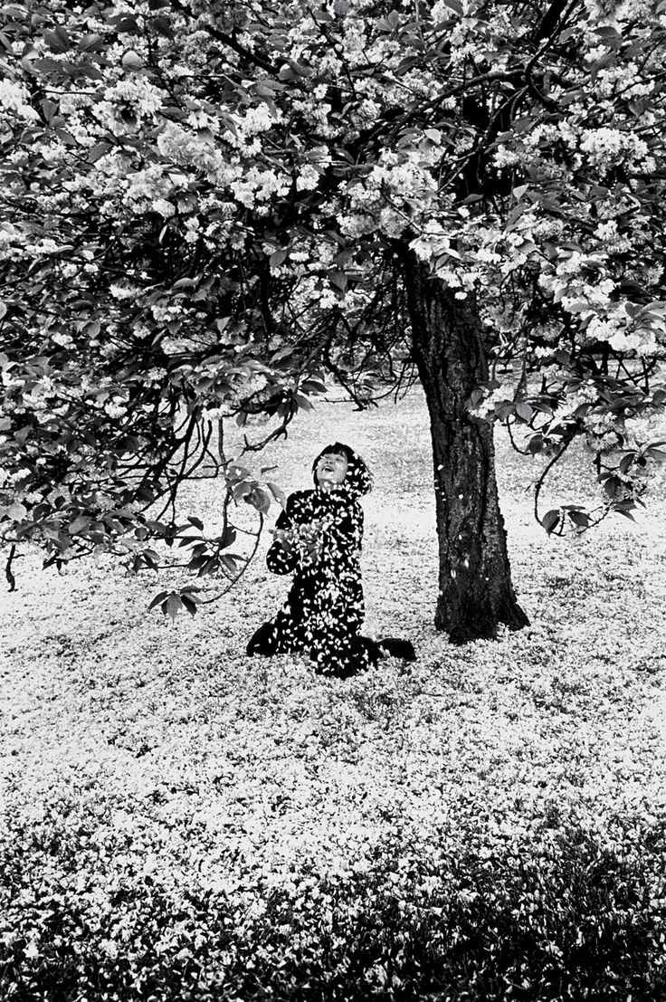 Parc_de_Sceaux__Cerisiers_Japonais_photo_by___douard_Boubat__1983.jpg