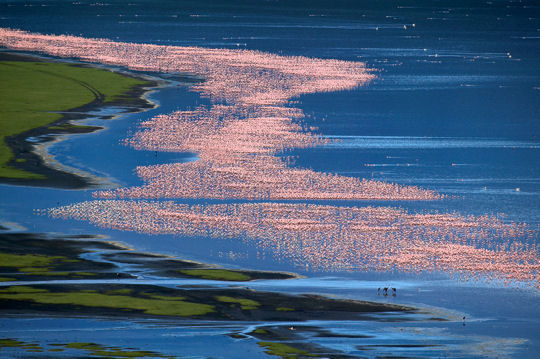 389022_flamants_nains_kenya.jpg