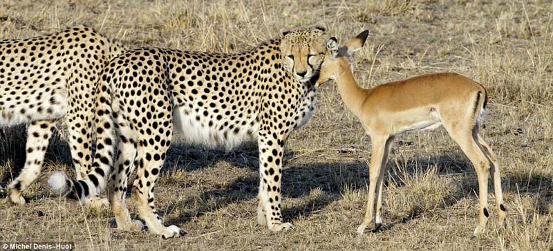 cheetah_antelope_2.jpg