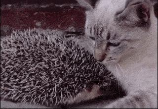 ______________________________________________2574583.gif