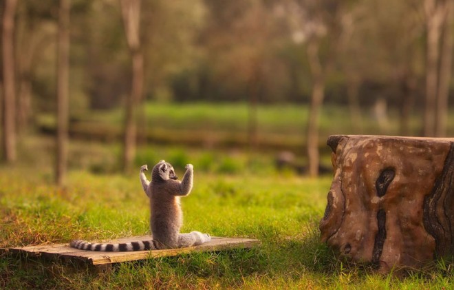 4_best_wildlife_photography_strongest_in_forest.preview.jpg